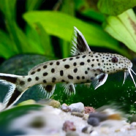 Synodontis Petricola Sp