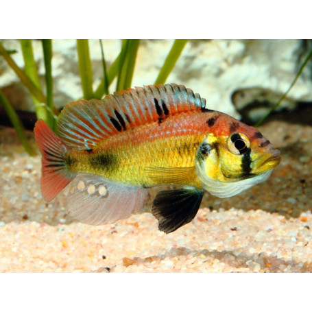 Haplochromis SP Yellow Belly