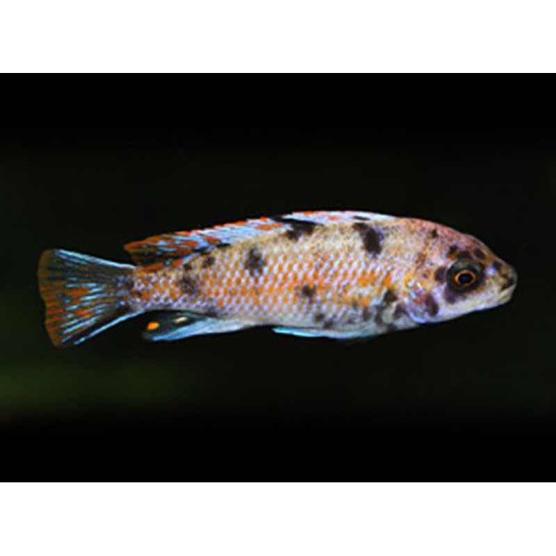 Labeotropheus Fuelleborni Marmel