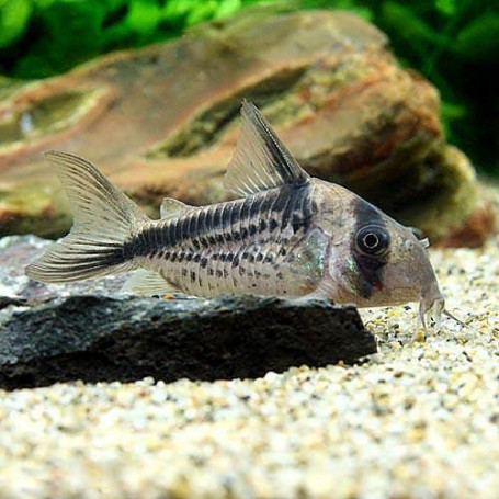 Corydoras loxozonus