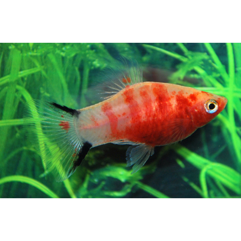 Red Tiger Platy