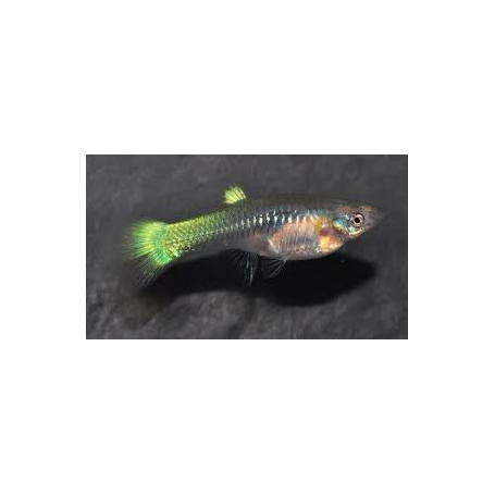 laser beam guppy